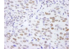 Immunohistochemistry (IHC) image for anti-Histone H4 (HISTH4) (C-Term) antibody (ABIN7448595)