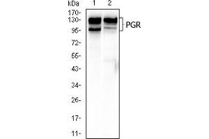 Western blot analysis using PGR mouse mAb against T47D (1), and C2C12 (2) cell lysate. (Progesterone Receptor Antikörper  (AA 166-411))
