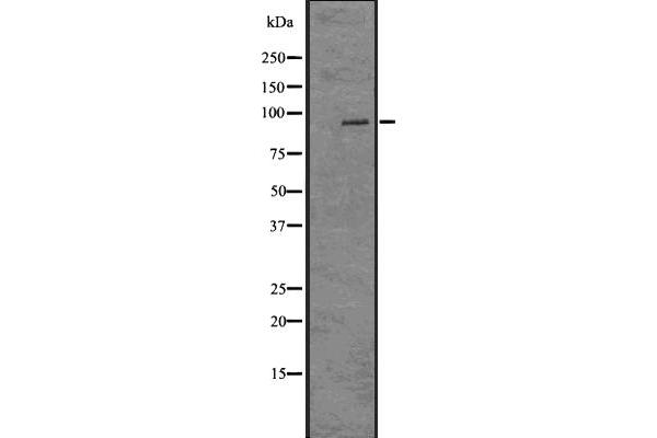 Histone H2A Antikörper  (acLys9)