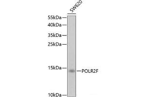 Western blot analysis of extracts of SW620 cells using POLR2F Polyclonal Antibody at dilution of 1:1000. (POLR2F Antikörper)