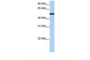 Image no. 1 for anti-Butyrophilin-Like 8 (BTNL8) (N-Term) antibody (ABIN6738640) (BTNL8 Antikörper  (N-Term))