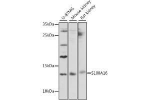 Western blot analysis of extracts of various cell lines, using S100 antibody (167) at 1:1000 dilution. (S100A16 Antikörper  (AA 1-103))
