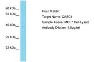 Image no. 1 for anti-Cancer Susceptibility Candidate 4 (CASC4) (AA 163-212) antibody (ABIN6750740) (CASC4 Antikörper  (AA 163-212))
