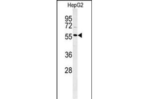 Western blot analysis of POLL Antibody (C-term) (ABIN653896 and ABIN2843139) in HepG2 cell line lysates (35 μg/lane). (POLL Antikörper  (C-Term))
