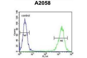 Flow cytometric analysis of A2058 cells (right histogram) compared to a negative control cell (left histogram) using Parathymosin / PTMS  Antibody (C-term), followed by FITC-conjugated goat-anti-rabbit secondary antibodies. (Parathymosin Antikörper  (C-Term))
