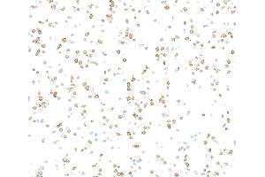 Immunocytochemistry (ICC) image for anti-CD36 (CD36) (AA 30-439) antibody (ABIN7449417)