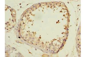 Immunohistochemistry of paraffin-embedded human testis tissue using ABIN7145852 at dilution of 1:100