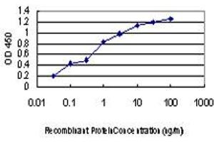 Detection limit for recombinant GST tagged KSR2 is approximately 0. (KSR2 Antikörper  (AA 411-500))