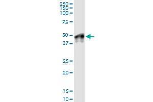 Immunoprecipitation of WNT5B transfected lysate using anti-WNT5B MaxPab rabbit polyclonal antibody and Protein A Magnetic Bead , and immunoblotted with WNT5B purified MaxPab mouse polyclonal antibody (B01P) . (WNT5B Antikörper  (AA 1-359))