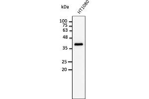 Western Blotting (WB) image for anti-Glyceraldehyde-3-Phosphate Dehydrogenase (GAPDH) (C-Term) antibody (ABIN1440015)