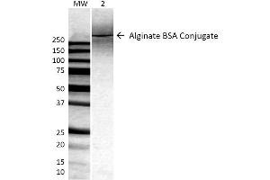 Western Blot analysis of ALL BSA-Alginate Conjugate showing detection of ~250 kDa Alginate protein using Mouse Anti-Alginate Monoclonal Antibody, Clone 4B10-1C5 . (Alginate Antikörper (Biotin))