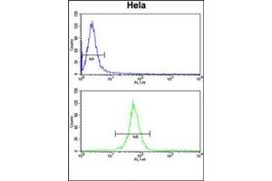 Flow cytometry analysis of Hela cells using KIF11 Antibody (N-term) Cat. (KIF11 Antikörper  (N-Term))