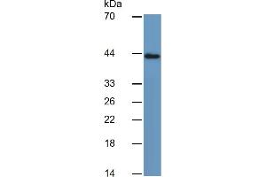 Mouse Capture antibody from the kit in WB with Positive Control: Human Stomach lysate. (Pepsinogen A ELISA Kit)