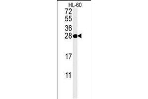 Western blot analysis in HL-60 cell line lysates (35ug/lane). (PSME1 Antikörper  (C-Term))