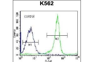 EIF3CL Antibody (N-term) (ABIN656540 and ABIN2845804) flow cytometric analysis of K562 cells (right histogram) compared to a negative control cell (left histogram). (EIF3CL Antikörper  (N-Term))