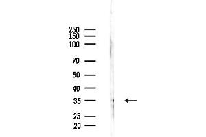 Western blot analysis of lysates from HepG2 cells(LPS,4h treatment), using OR4F15 Antibody at 1/1000 dilution.