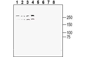 Western blot analysis of human Jurkat T-cell leukemia cell line lysate (lanes 1 and 5), human Raji B-cell lymphoma cell line lysate (lanes 2 and 6 ), mouse WEHI B-cell lymphoma cell line lysate (lanes 3 and 7) and human  natural killer cell line lysate (lanes 4 and 8):1-4.