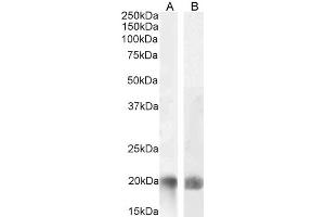 ABIN571046 (0. (TNFSF14 Antikörper  (Internal Region))