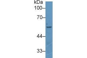 Detection of ANGPT2 in Human K562 cell lysate using Polyclonal Antibody to Angiopoietin 2 (ANGPT2) (Angiopoietin 2 Antikörper  (AA 352-477))