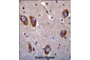 BAI1 antibody immunohistochemistry analysis in formalin fixed and paraffin embedded human brain tissue followed by peroxidase conjugation of the secondary antibody and DAB staining. (BAI1 Antikörper  (C-Term))
