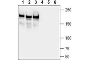 Western blot analysis of rat brain (lanes 1 and 4), mouse brain (lanes 2 and 5) and rat hippocampus (lanes 3 and 6) lysates:1-3. (Neurofascin (NFASC) Peptid)