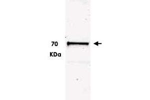 Western blot using Ubash3b polyclonal antibody  shows detection of a band ~70 kDa correspondingto mouse Ubash3b.