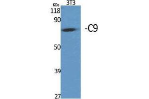 Western Blot (WB) analysis of specific cells using C9 Polyclonal Antibody.