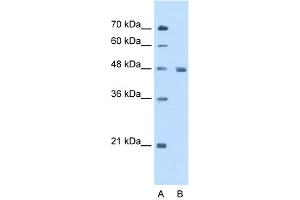WB Suggested Anti-ENO3 Antibody Titration:  5. (ENO3 Antikörper  (N-Term))