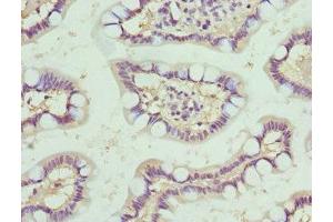 Immunohistochemistry of paraffin-embedded human small intestine tissue using ABIN7161336 at dilution of 1:100 (Neuromedin U Antikörper  (AA 35-174))