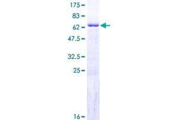 GIMAP6 Protein (AA 1-292) (GST tag)