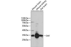 Western blot analysis of extracts of various cell lines, using OAF antibody (ABIN6133284, ABIN6144981, ABIN6144982 and ABIN6217112) at 1:3000 dilution. (OAF Antikörper  (AA 28-150))