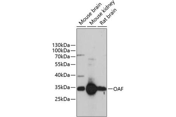 OAF Antikörper  (AA 28-150)