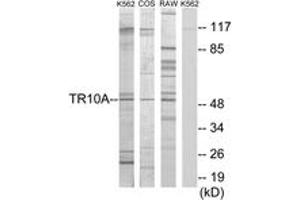 Western blot analysis of extracts from K562 cells/COS7 cells/RAW264. (DR4 Antikörper  (AA 401-450))
