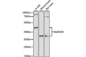 Western blot analysis of extracts of various cell lines, using ELMOD3 antibody (ABIN7266922) at 1:1000 dilution. (ELMOD3 Antikörper  (AA 290-381))