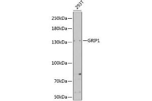 Western blot analysis of extracts of 293T cells, using GRIP1 Antibody (ABIN6127965, ABIN6141410, ABIN6141411 and ABIN6221419) at 1:1000 dilution. (GRIP1 Antikörper  (AA 1-190))