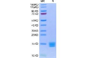 Biotinylated Human Mature TGF beta 3 on Tris-Bis PAGE under reduced condition. (TGFB3 Protein (AA 301-412) (AVI tag,Biotin))