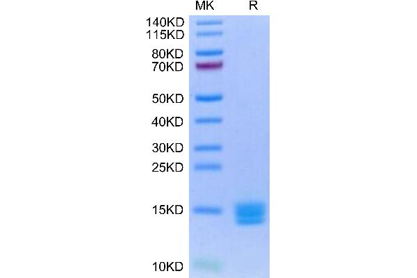 TGFB3 Protein (AA 301-412) (AVI tag,Biotin)
