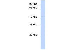 WB Suggested Anti-OAT Antibody Titration:  0. (OAT Antikörper  (Middle Region))
