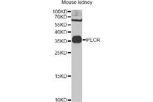 Western blot analysis of extracts of mouse kidney, using PECR Antibody (ABIN2564466) at 1:1000 dilution. (PECR Antikörper)
