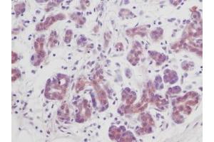 Image no. 3 for anti-Transforming Growth Factor, beta 1 (TGFB1) antibody (ABIN465317) (TGFB1 Antikörper)