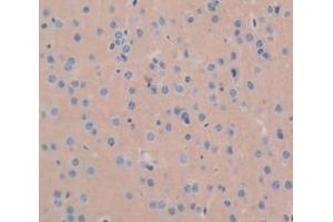 IHC-P analysis of Mouse Tissue, with DAB staining. (GDF1 Antikörper  (AA 230-357))