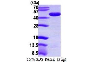 SDS-PAGE (SDS) image for Protein Phosphatase Methylesterase 1 (PPME1) (AA 1-386) protein (His tag) (ABIN667510)