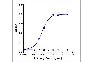 Immobilized human PD-1 His at 2 μg/mL can bind Anti-PDCD1 / PD-1 / CD279 Reference Antibody (camrelizumab), EC50=0.