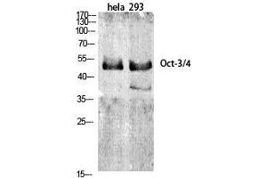 Western Blot (WB) analysis of specific cells using Oct-3/4 Polyclonal Antibody. (OCT4 Antikörper  (Internal Region))
