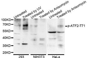Western blot analysis of extracts of various cells, using Phospho-ATF2-T71 antibody (ABIN5969881). (ATF2 Antikörper  (pThr53))