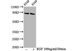 Western Blot Positive WB detected in A549 whole cell lysate(treated with EGF or not) All lanes Phospho-BRAF antibody at 1. (Rekombinanter BRAF Antikörper  (pThr401))