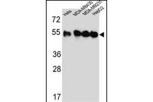 Western blot analysis of TUBB2C Antibody (Center) (ABIN651319 and ABIN2840186) in Hela,MDA-M,MDA-M,HepG2 cell line lysates (35 μg/lane).
