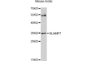 Western blot analysis of extracts of mouse testis, using SLAMF7 antibody (ABIN6292550) at 1:1000 dilution. (SLAMF7 Antikörper)