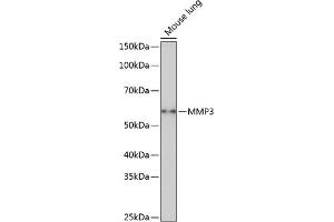 Western blot analysis of extracts of Mouse lung, using MMP3 Rabbit mAb (ABIN7268424) at 1:1000 dilution. (MMP3 Antikörper)