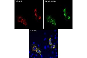 Immunofluorescence (IF) image for anti-tdTomato Fluorescent Protein (tdTomato) antibody (ABIN7273105) (tdTomato Antikörper)